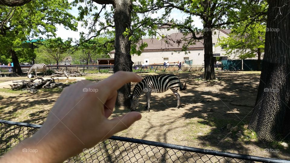 me "holding" a zebra