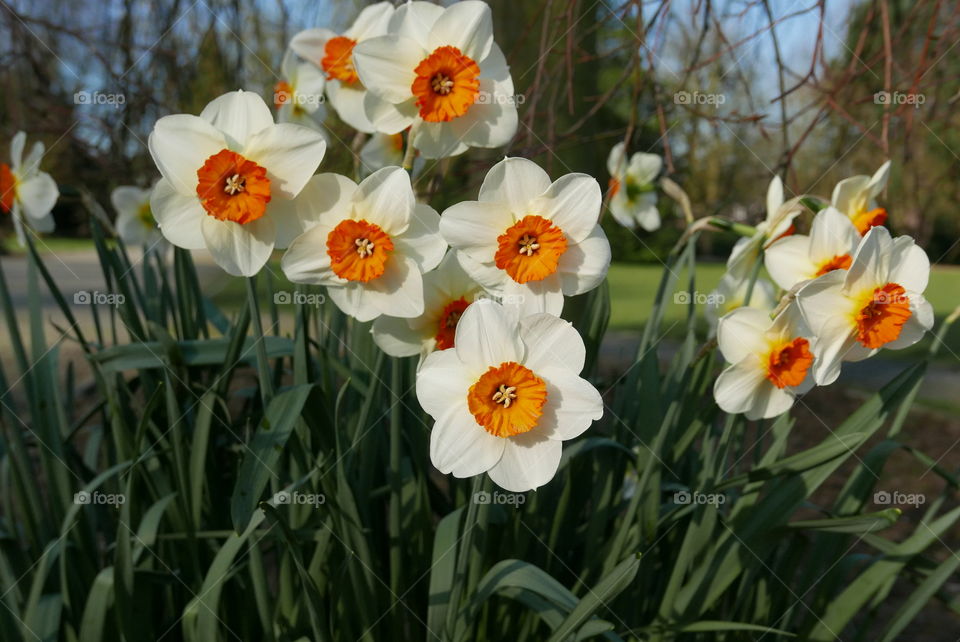 Flowers in springtime