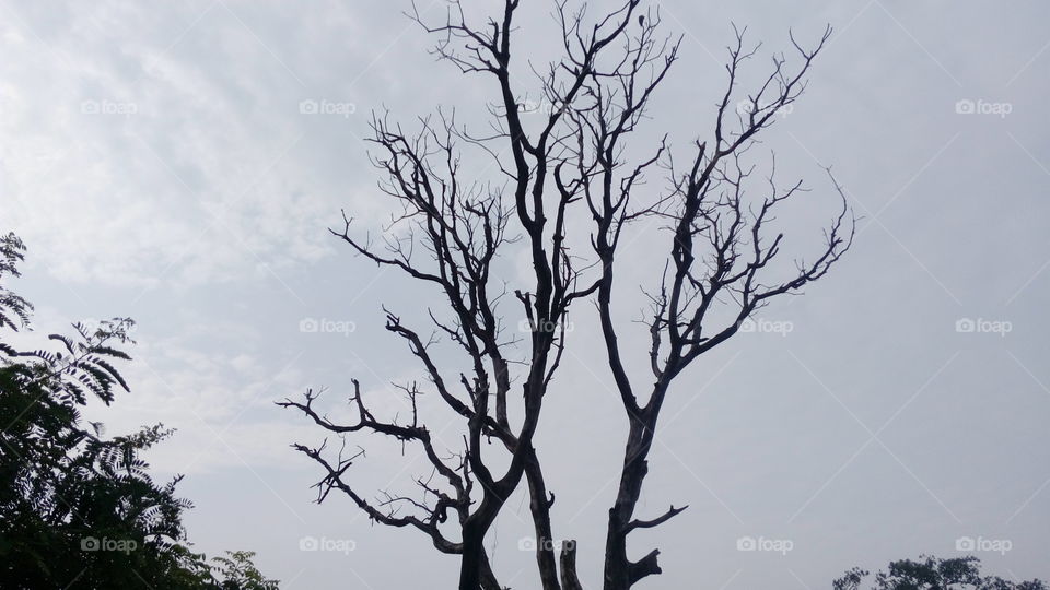 dry tree in morning