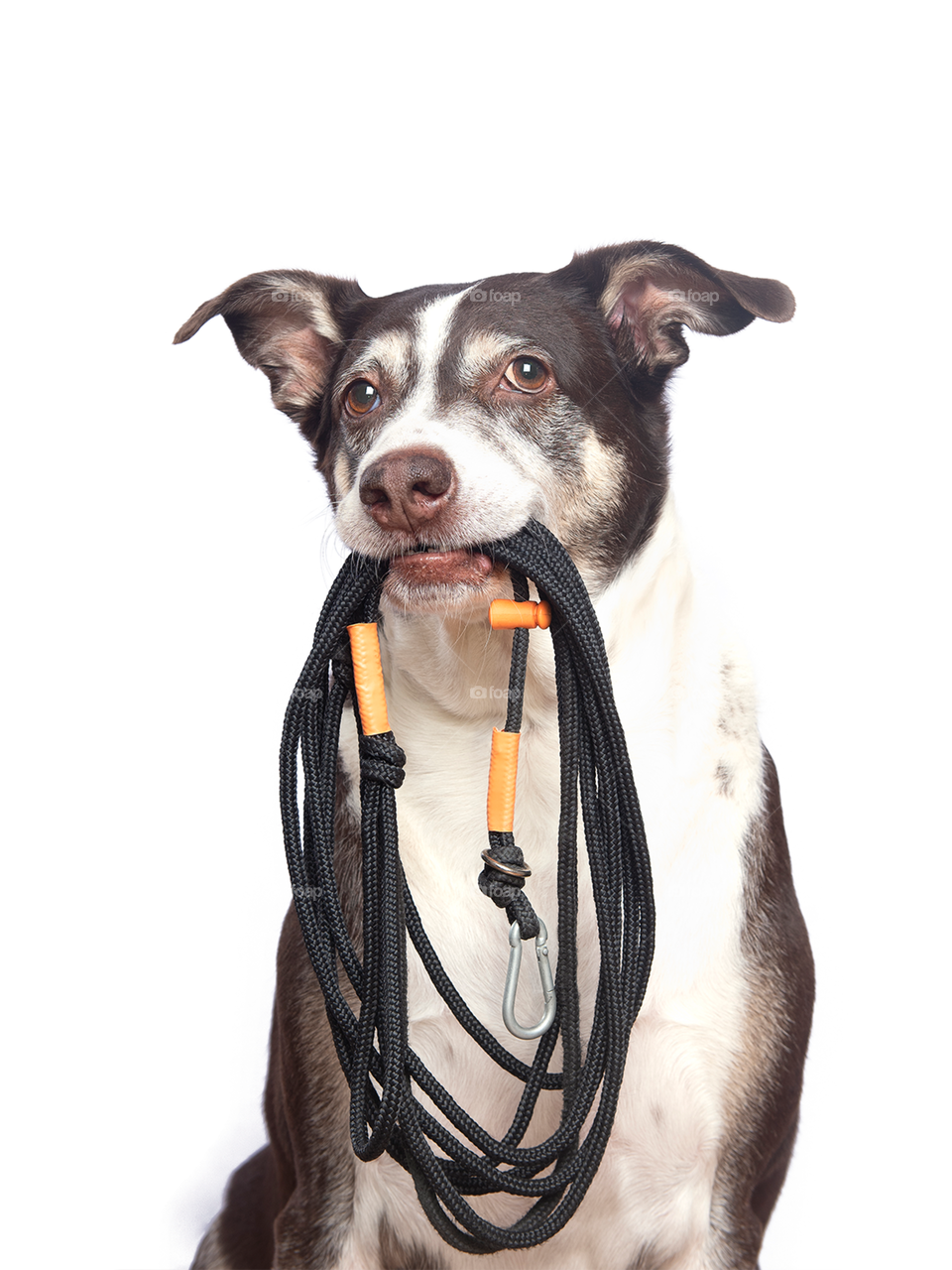 Dog with leash - studio