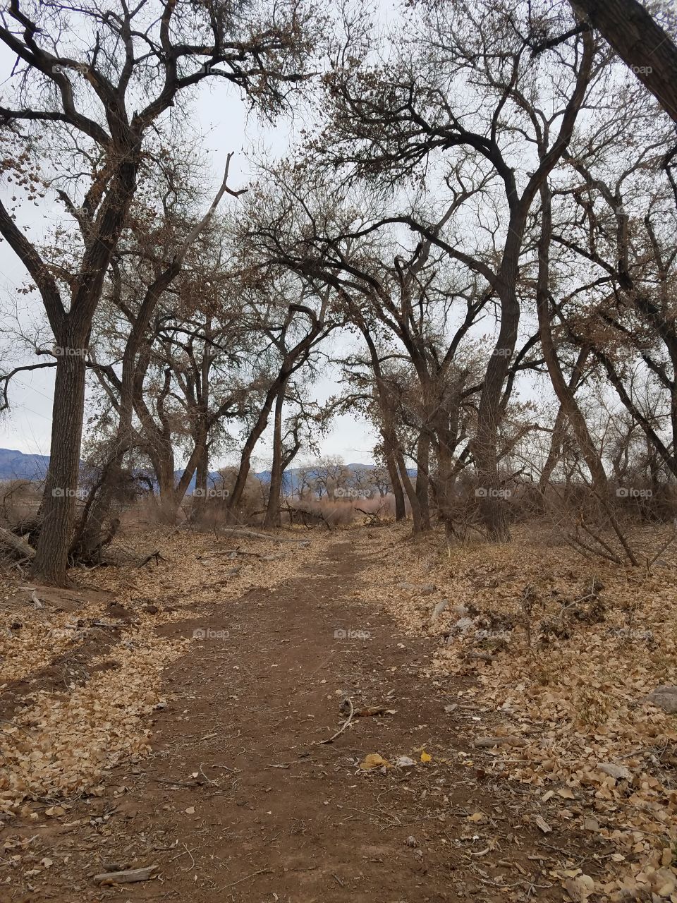 Trail in the woods