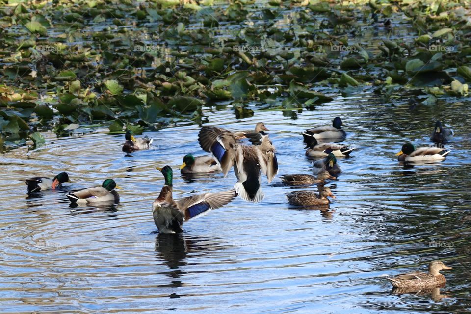 Mallards in a pond