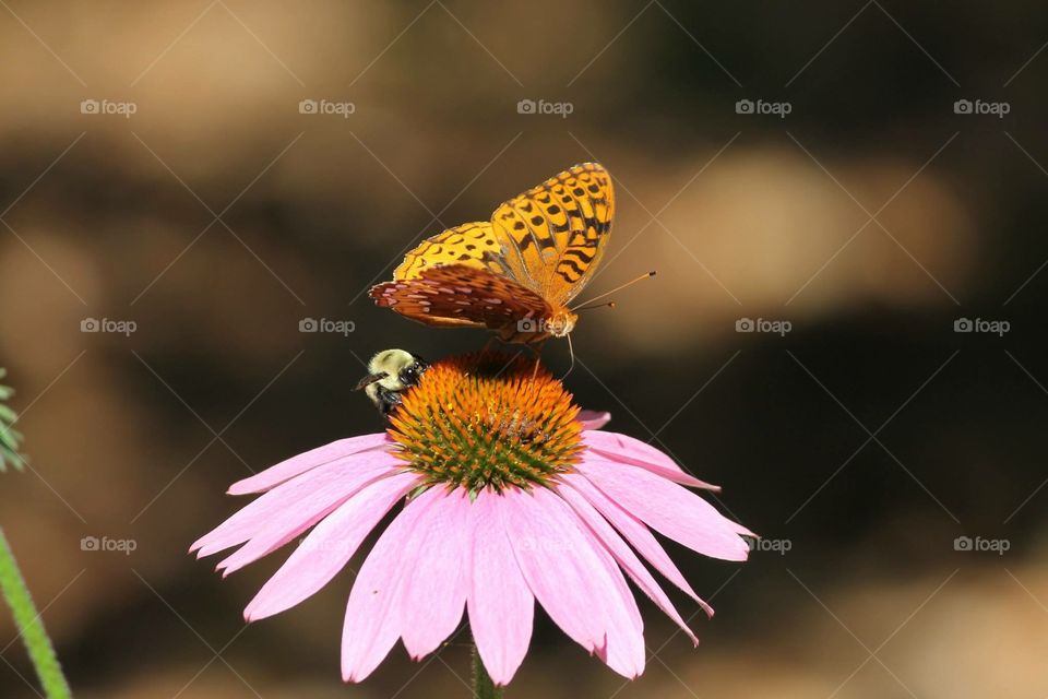 Nature, Insect, Butterfly, Flower, Outdoors