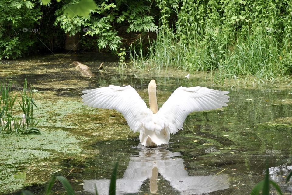 Swan wings
