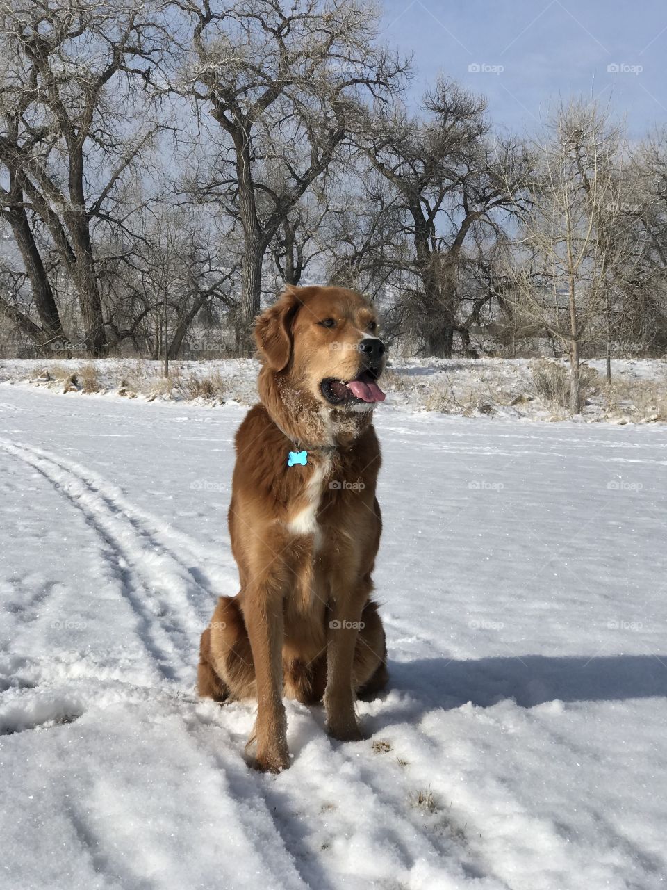 Dog in Snow
