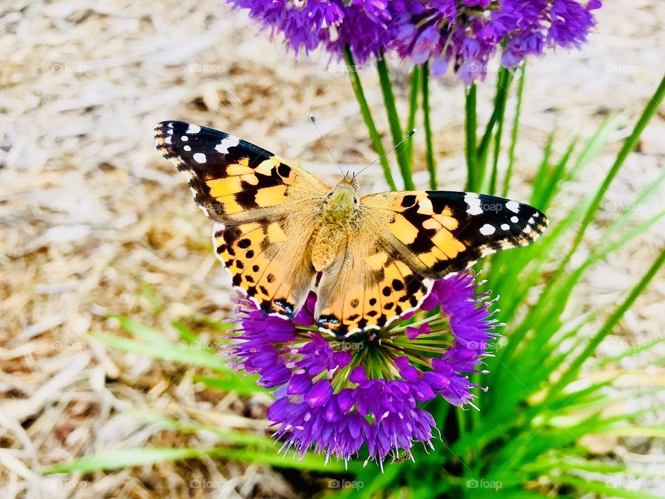 Gorgeous symmetric orange and black butterfly sitting a top a purple flower getting nectar! 
