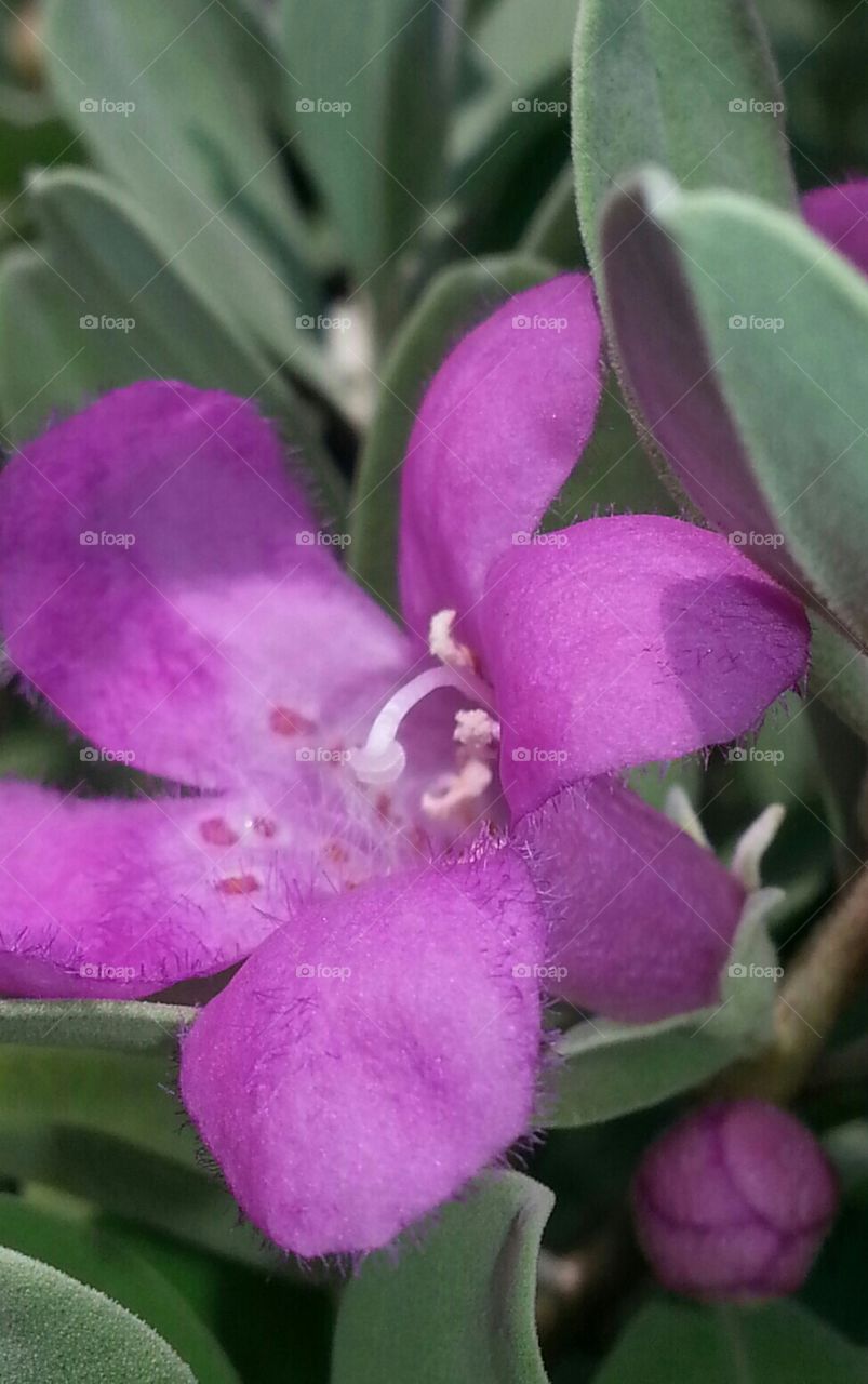 pretty lavender flower
