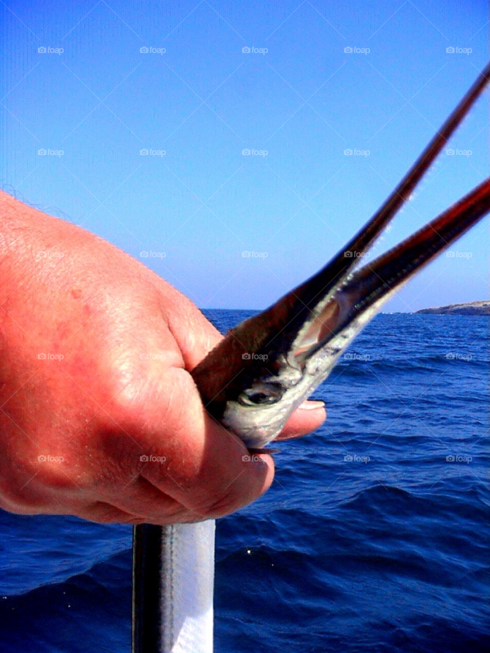 A hand holding a fish . A fisher man catching a Markell 