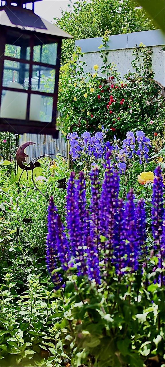 These beautiful purple to violet lavender plants are growing in a garden in “Lower Bavaria”, Germany where they are being well cared for next to a variety of other lovely flowers. 2024. Hypnotic Productions