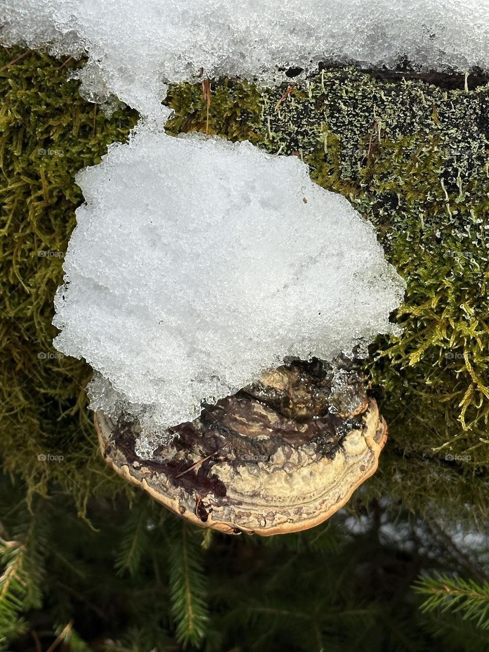 Frosty mushroom 