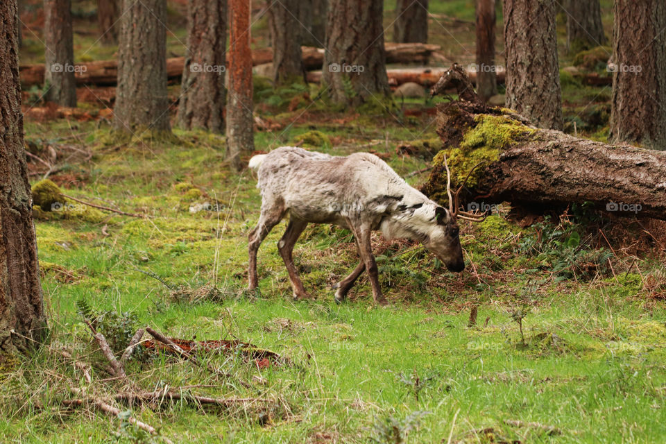 A Caribou grazing