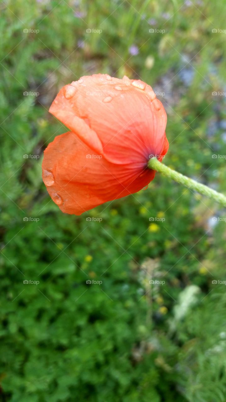 Red Poppy