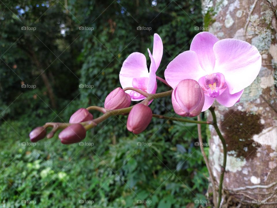 a Rose orchid phalaenopsis in the garden