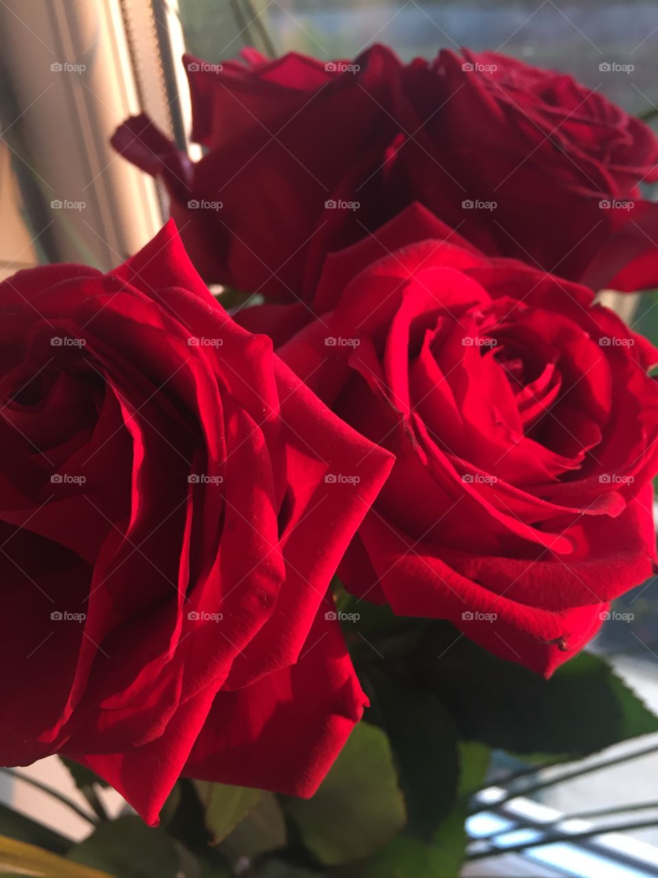 Radiant red roses 