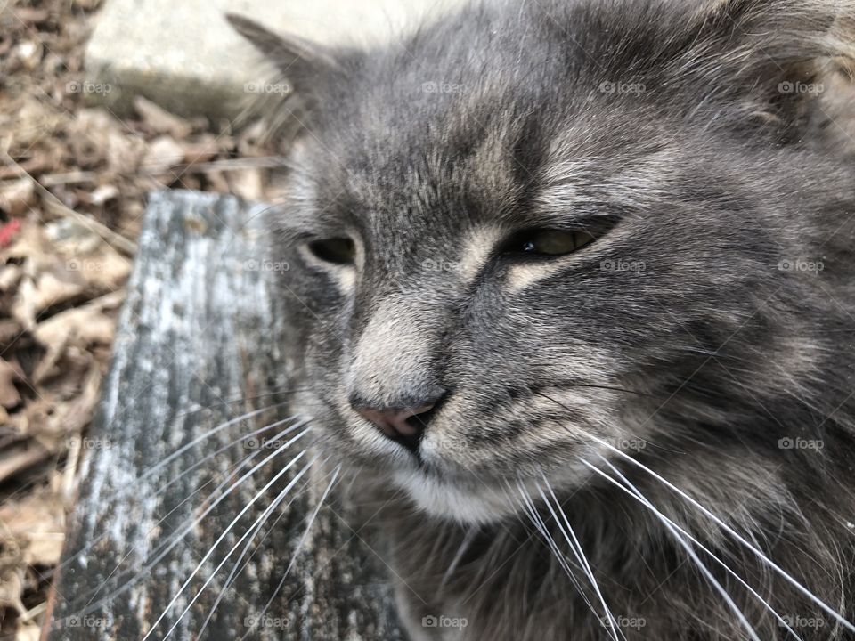 Cute gray kitty doing kitty things