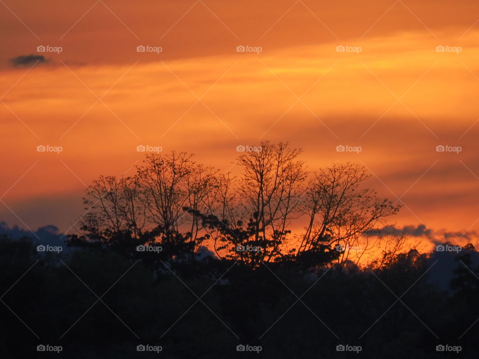 Tree branches . Tree branches capture at sunset