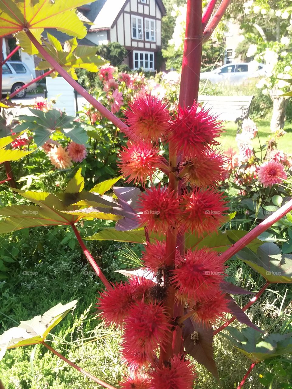 red pods