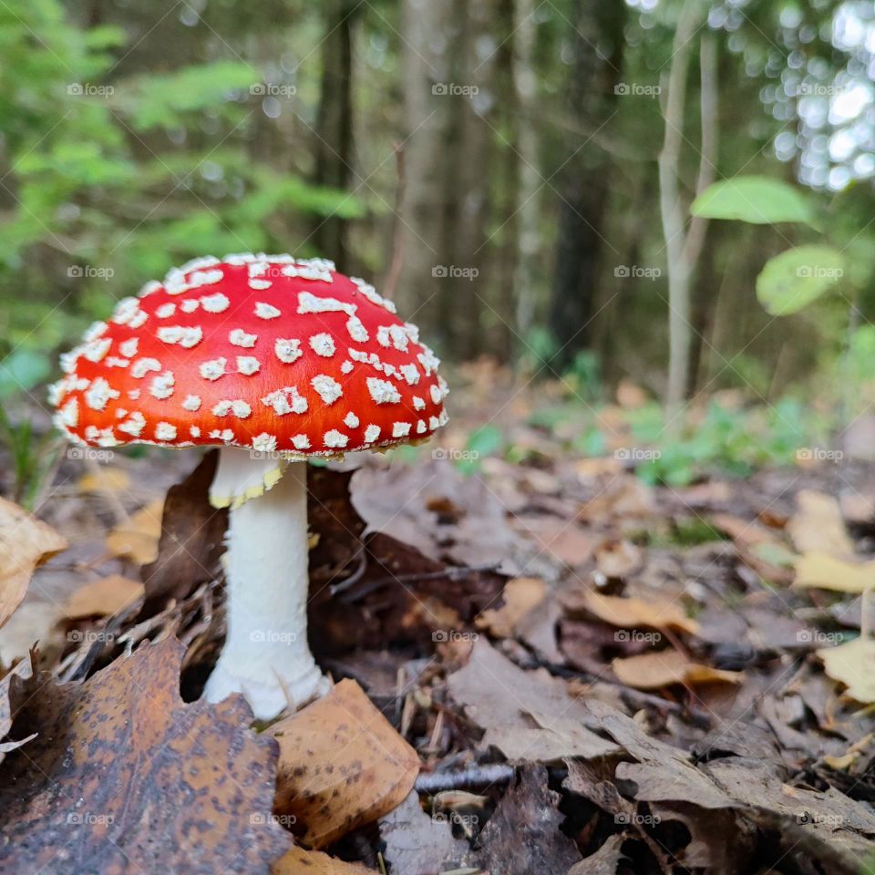 amanita,forest