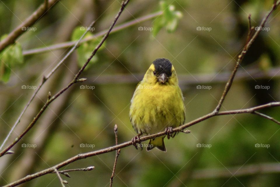 Siskin bird perching on branch