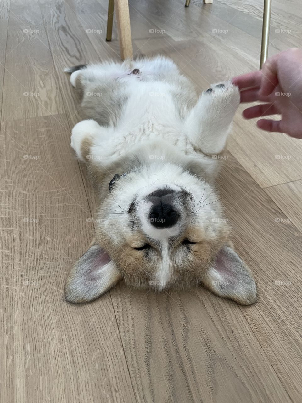 Sleeping corgi puppy 