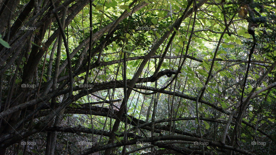 Close-up of tree branches