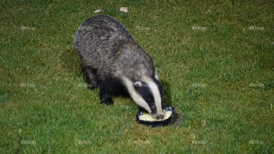 Badger 