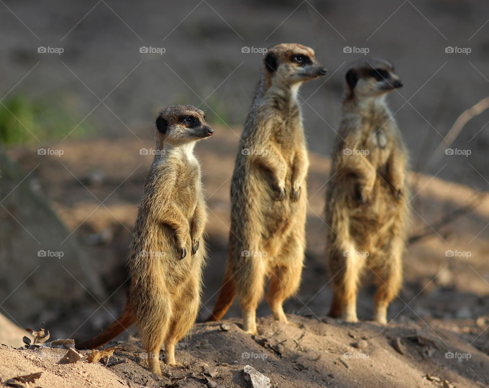three Meercats standing side by side