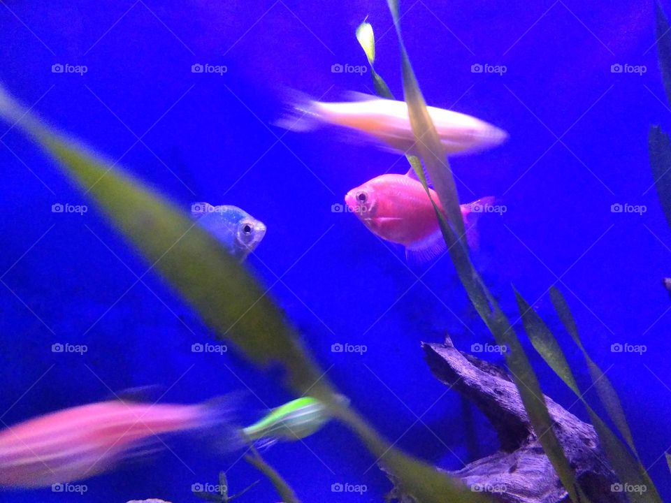 Colored glow fish in aquatic