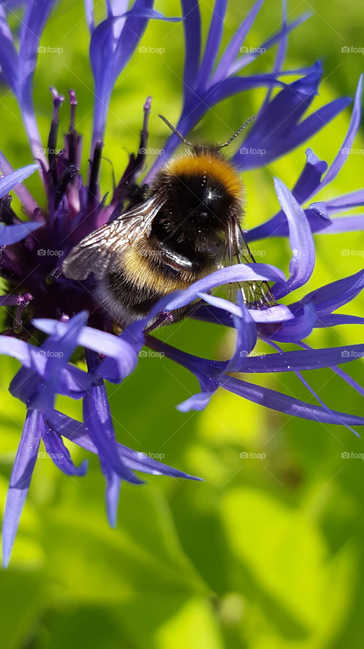 Humblebee on flower