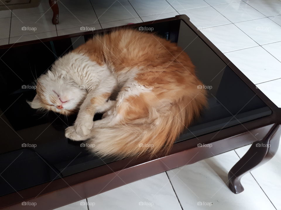 sleeping on the table