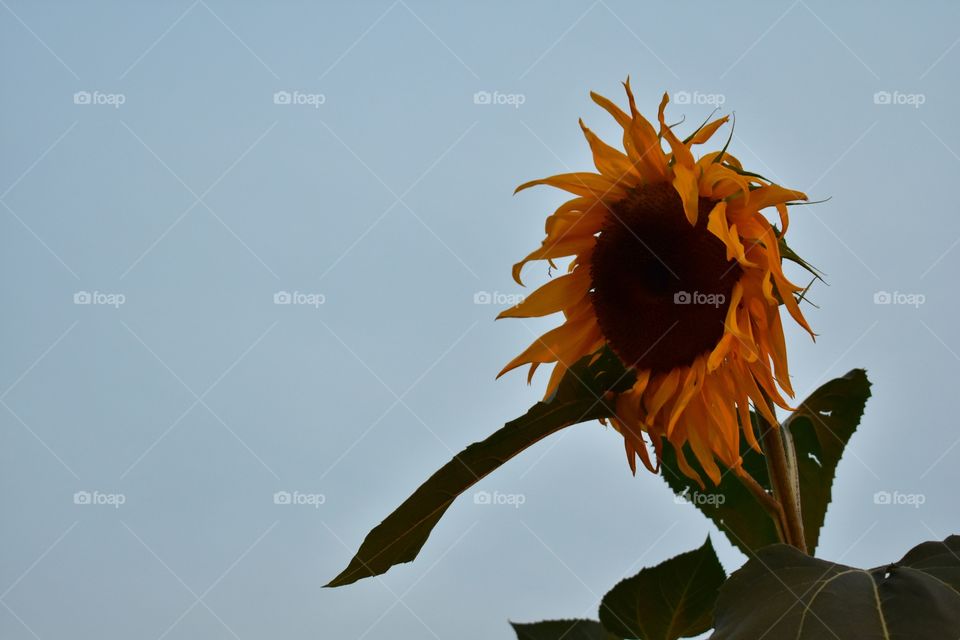 Sunflower against clear sky in natural late evening light 