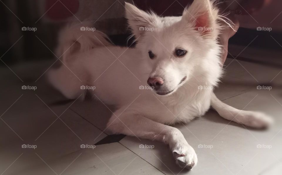 Honest, cute, trustable domestic animal dog. 🐕🐶 White colour cute dog.