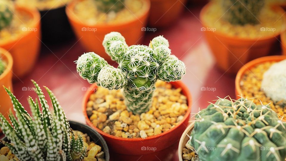 cactus