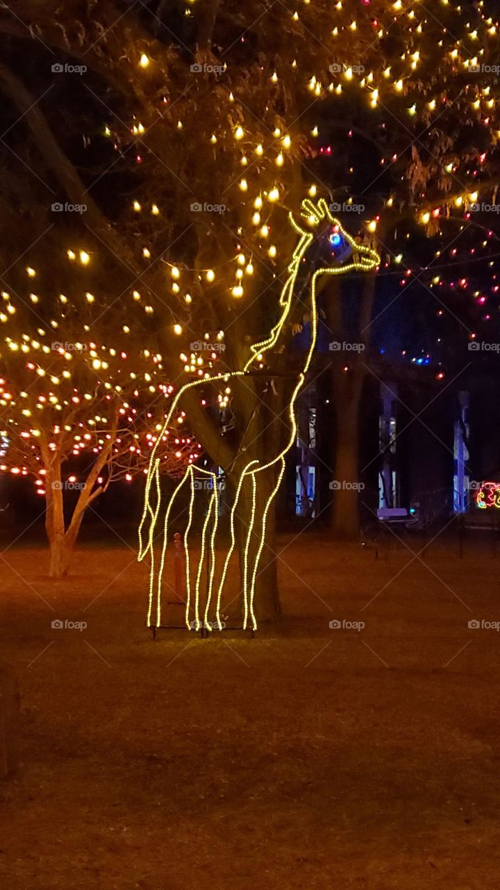 Denver Zoo lights--Giraffe