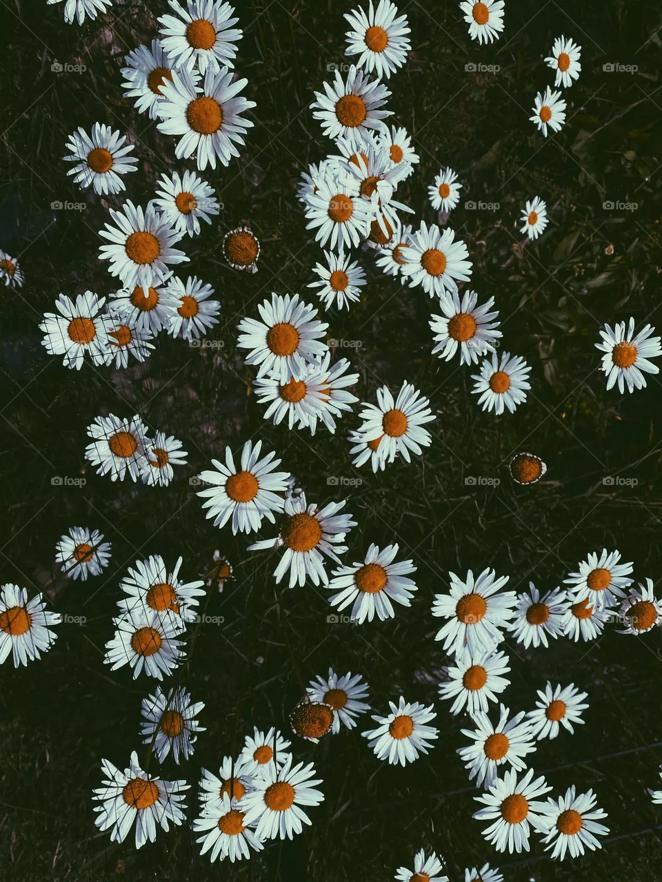 Daisies