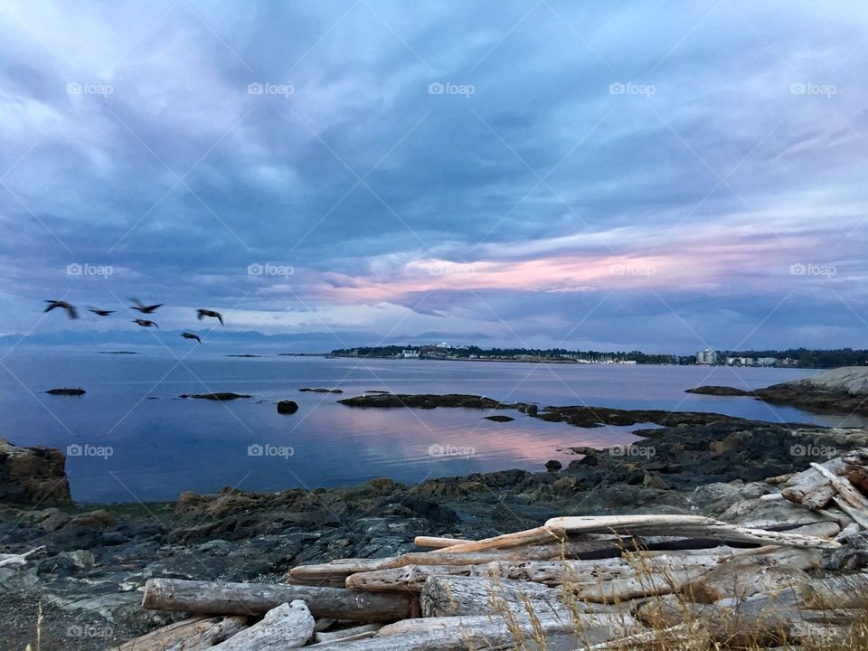 Birds flying over sea