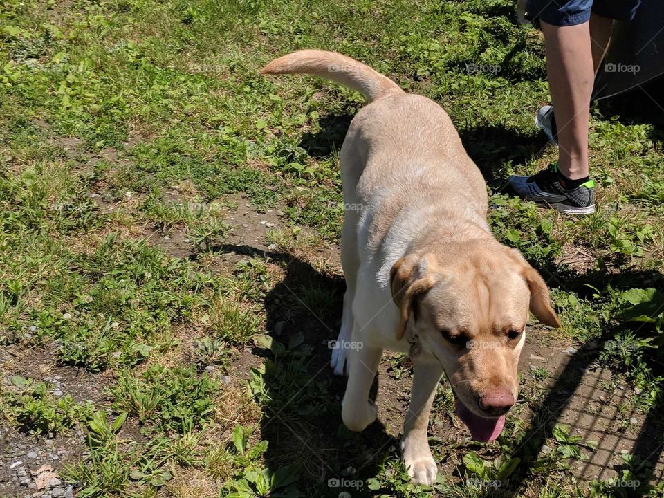 Yellow Lab