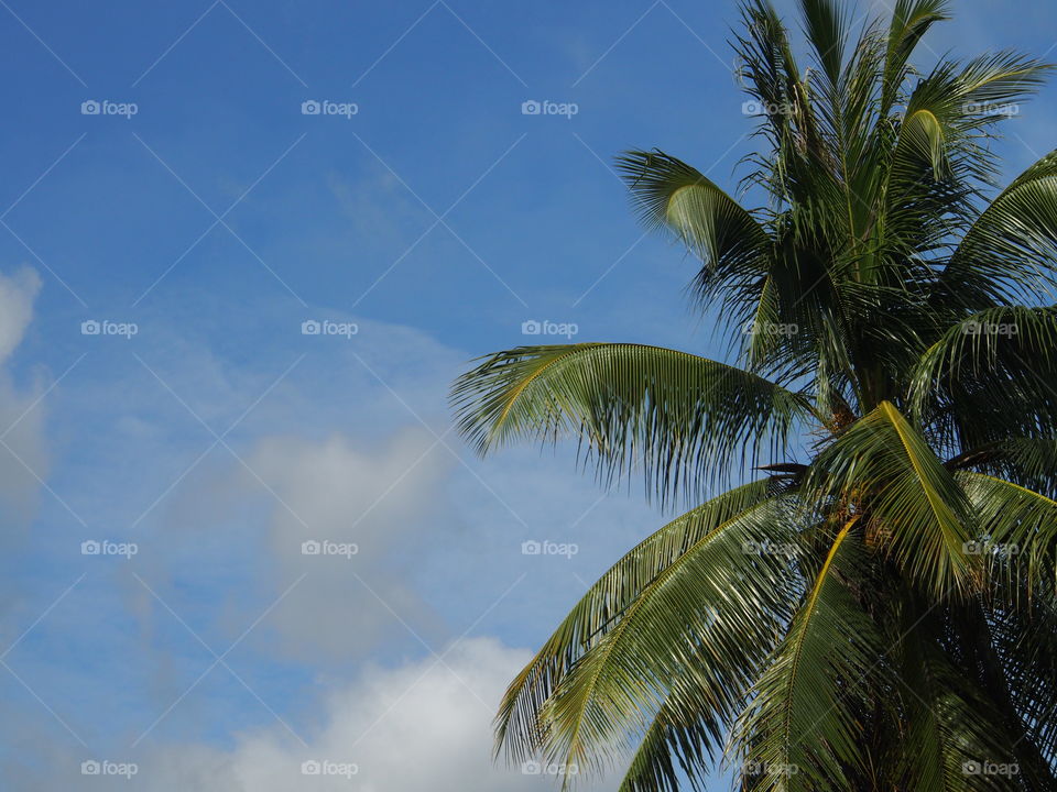 Coconut leaves