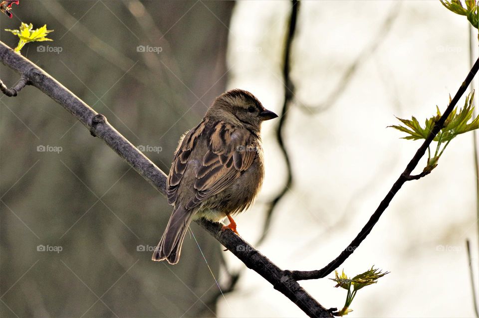 Sparrow on Branch 