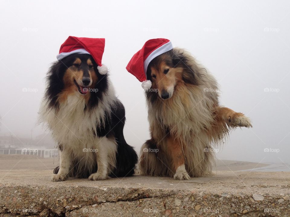 My collie dogs  Lassie and Candy wearing a xmas hat, enjoying the winter on the beach and celebrating the upcoming holidays in the fog