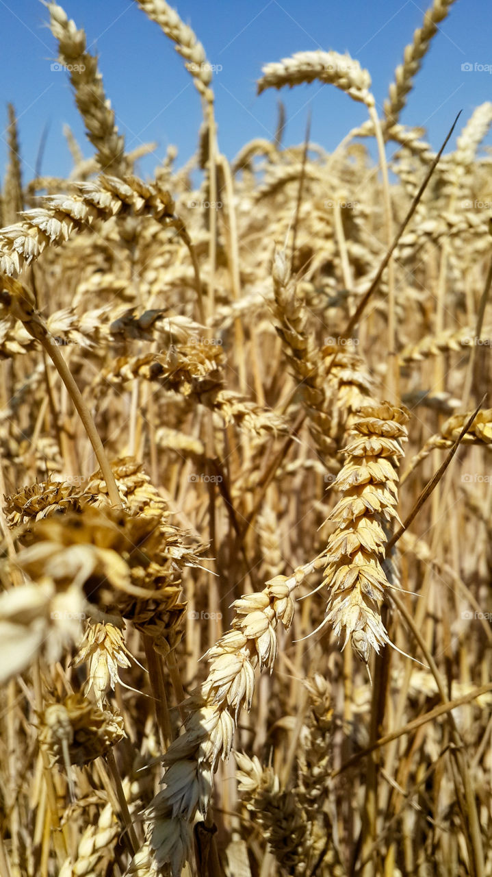 Wheat fields