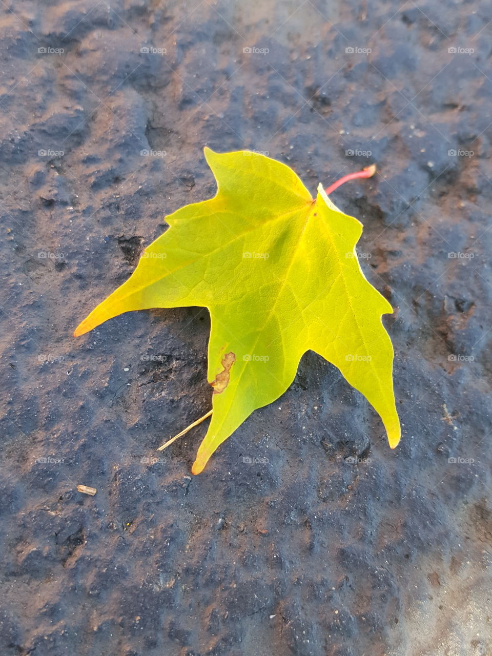 Maple leaf on the rock