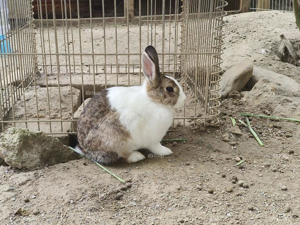Rabbits at Chulu Ranch in Beinan Township