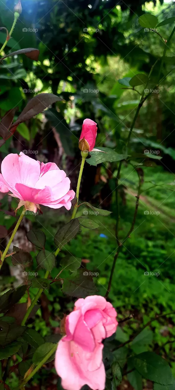 💞💞🌹