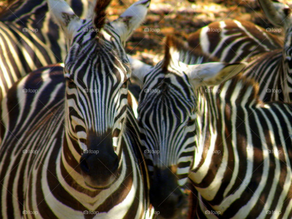 Zebra patterns