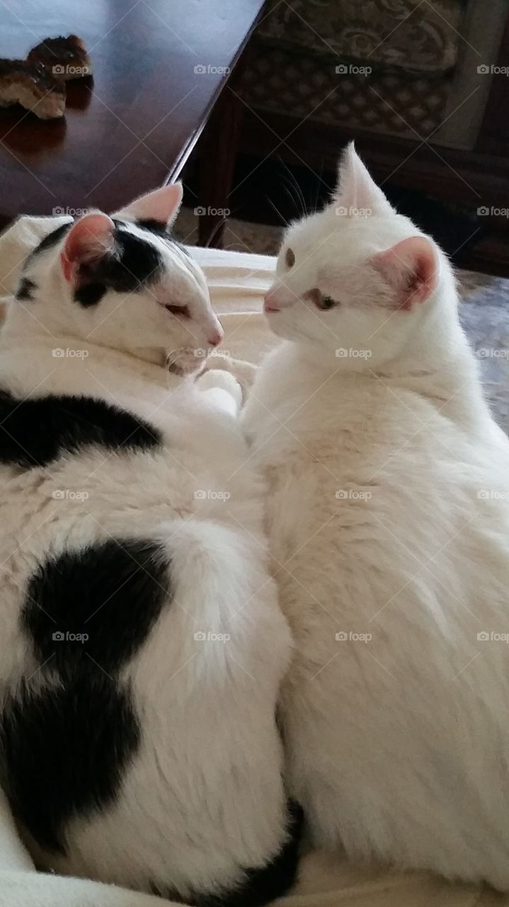 Kitty Boys Snuggling