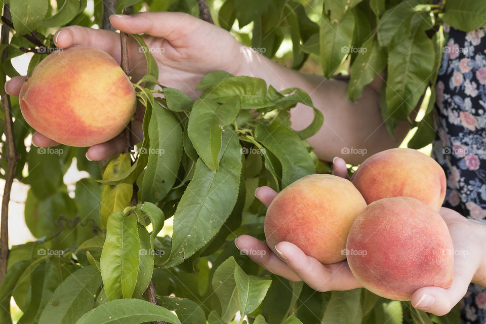 Picking ripe peaches.