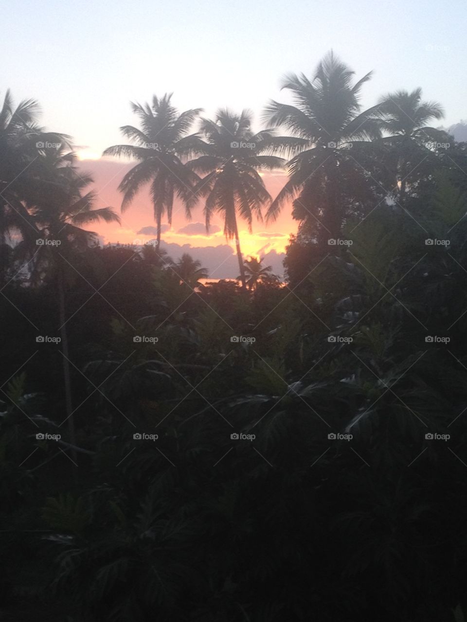 Puerto Rican sunset before the hurricane with palm trees