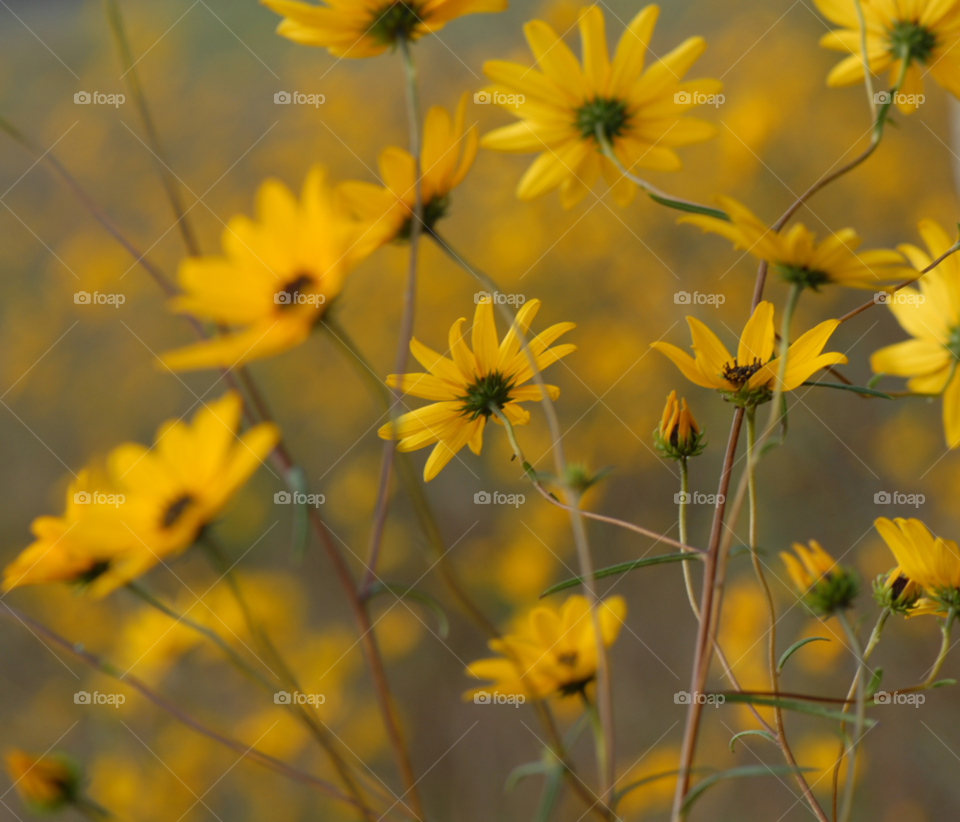 flowers yellow flowers by lightanddrawing