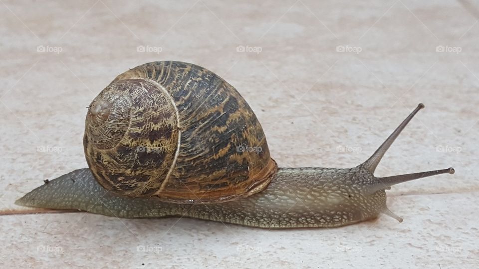 A Snail